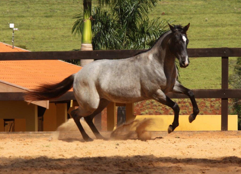 Rosilho de preto.jpg